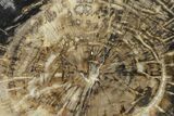 Polished Petrified Wood Section - Arizona #159725-2